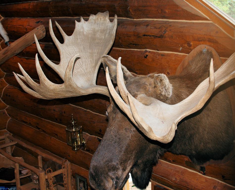 Wise Old Hunter Lodge Anchor Point Стая снимка